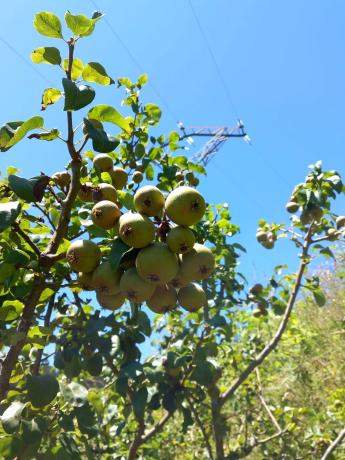 Terreno en Mullerboa, 21