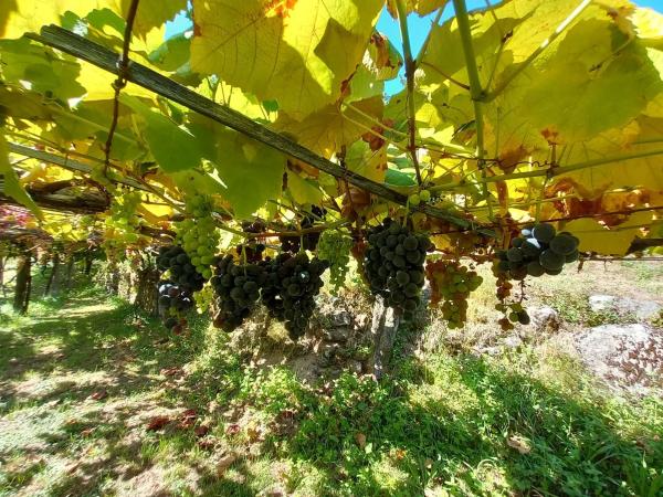 Terreno en Mullerboa, 21