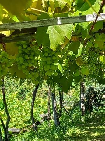 Terreno en Mullerboa, 21