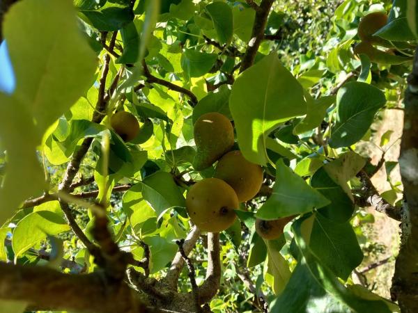 Terreno en Mullerboa, 21