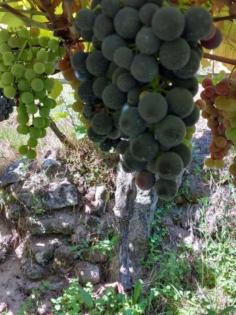 Terreno en Mullerboa, 21