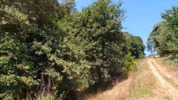 Terreno en camino Lg Saides s/n None