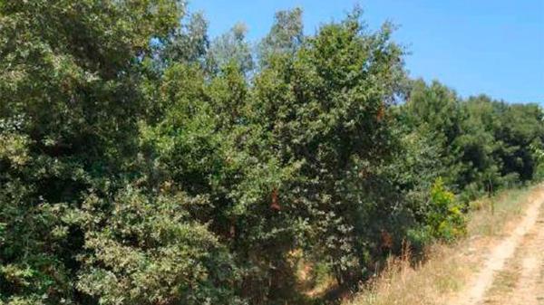 Terreno en camino Lg Saides s/n None