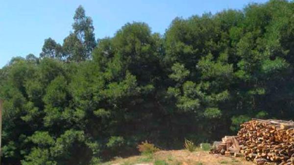 Terreno en camino Lg Saides s/n None