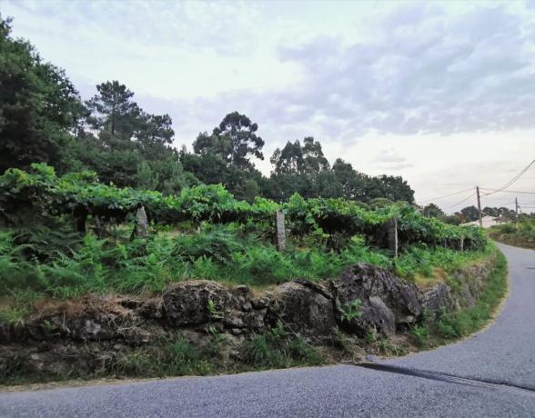 Terreno en Ribadelouro, Cotarel s/n