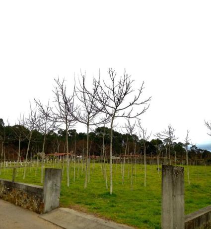 Terreno en Lugar Valdemiñotos, 6