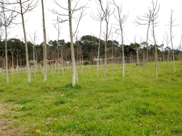 Terreno en Lugar Valdemiñotos, 6