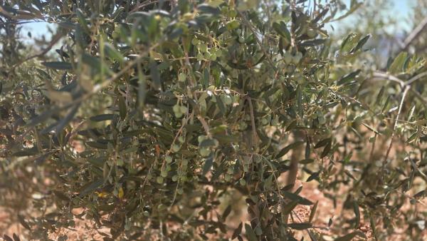 Terreno en El llano ., km 10