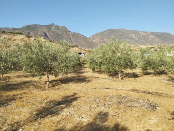 Terreno en terque s/n