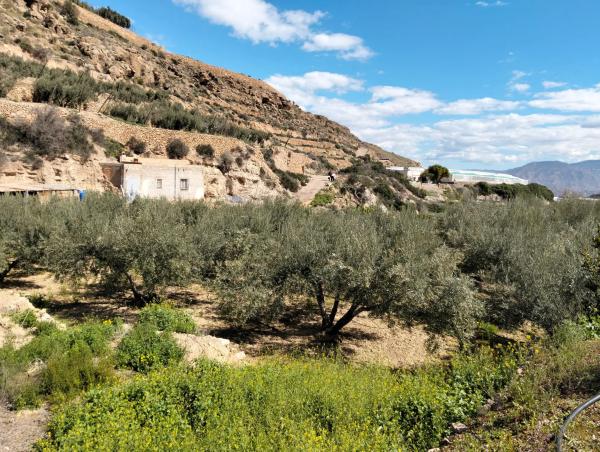 Terreno en alhama s/n