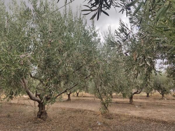 Terreno en Paraje 'Los Molinicos' s/n