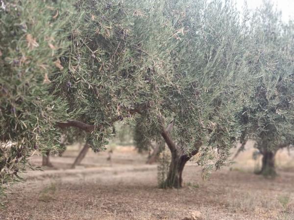 Terreno en Paraje 'Los Molinicos' s/n