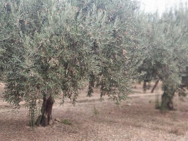Terreno en Paraje 'Los Molinicos' s/n
