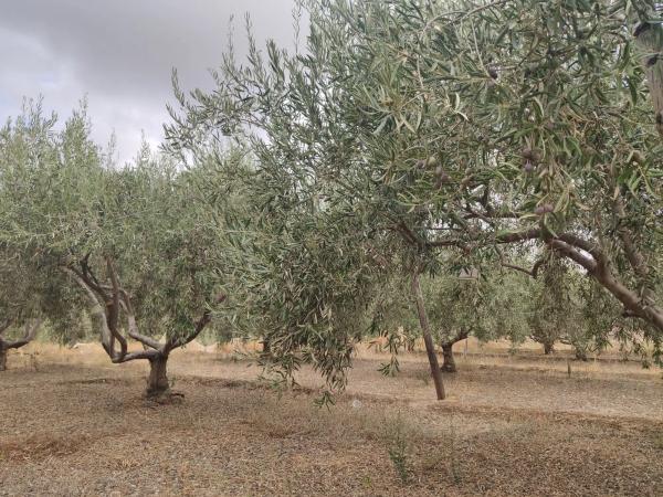 Terreno en Paraje 'Los Molinicos' s/n