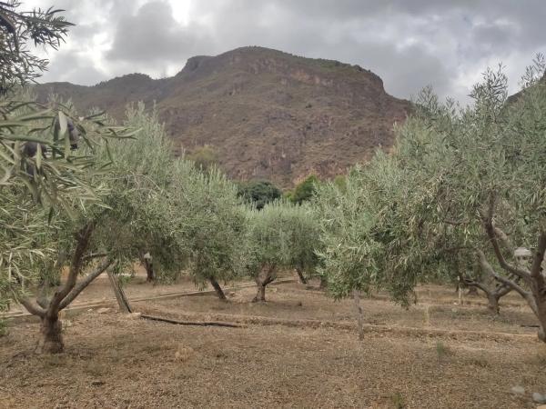 Terreno en Paraje 'Los Molinicos' s/n