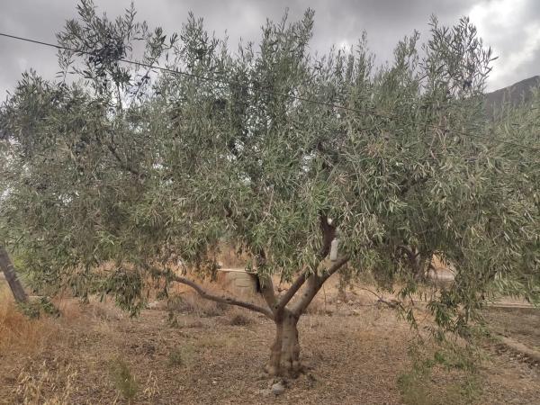 Terreno en Paraje 'Los Molinicos' s/n