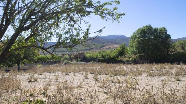 Terreno en Paraje Pago Acequia Baja Polígono 11 Parcela 174, 11