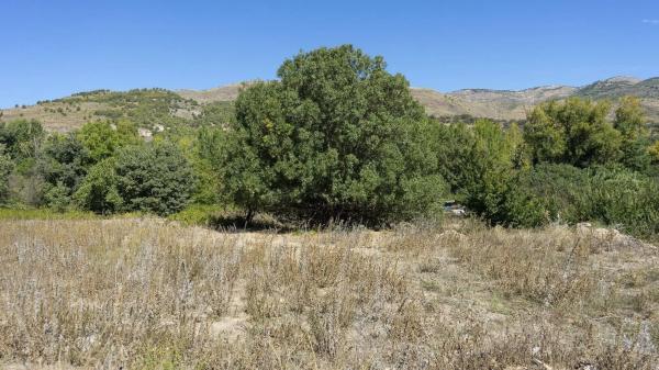 Terreno en Paraje Pago Acequia Baja Polígono 11 Parcela 174, 11
