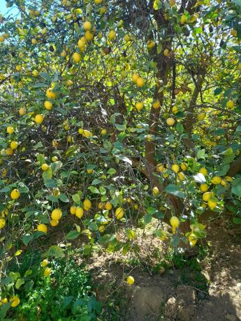 Terreno en via sin nombre s/n