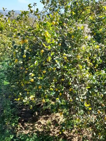 Terreno en via sin nombre s/n