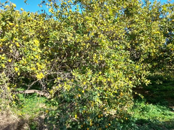 Terreno en via sin nombre s/n