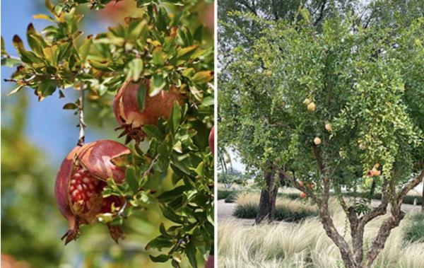 Terreno en Paraje Alcora, 1