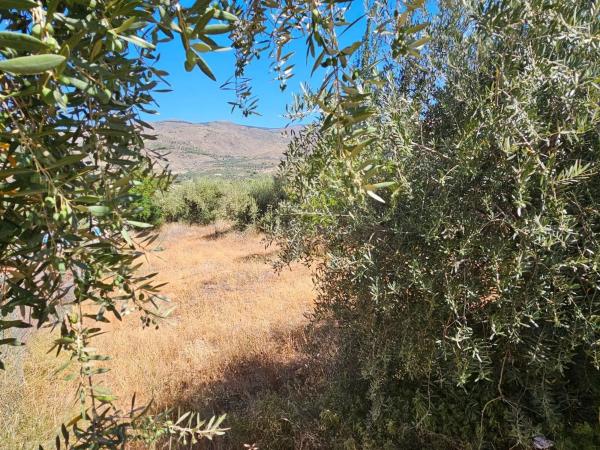Terreno en calle Almeria