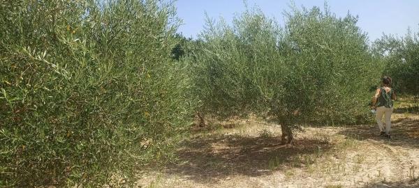 Terreno en plaza Constitución, 10