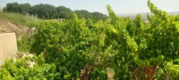 Terreno en plaza Constitución, 10