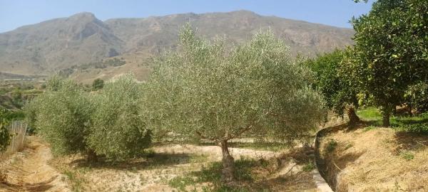 Terreno en plaza Constitución, 10