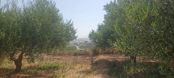 Terreno en plaza Constitución, 10