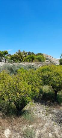 Terreno en La Solaneta s/n