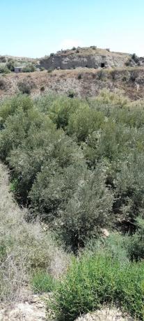 Terreno en La Solaneta s/n