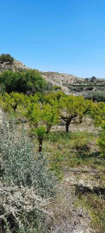 Terreno en La Solaneta s/n