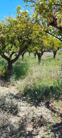 Terreno en La Solaneta s/n