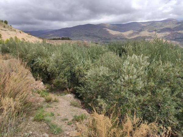 Terreno en via sin nombre s/n