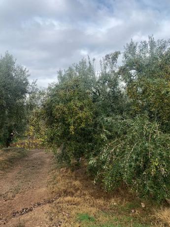 Terreno en A-348 s/n