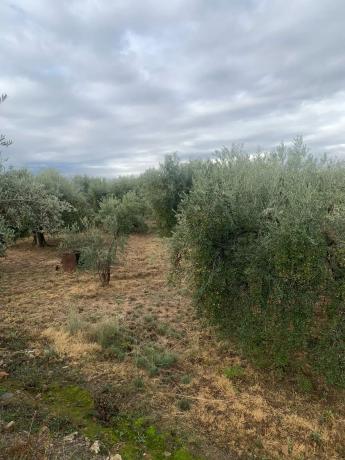 Terreno en A-348 s/n