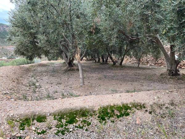 Terreno en Alhama de Almeria s/n