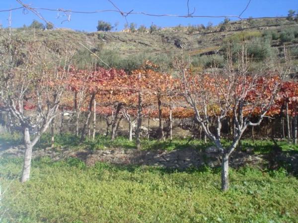 Terreno en calle Iglesia s/n Sn