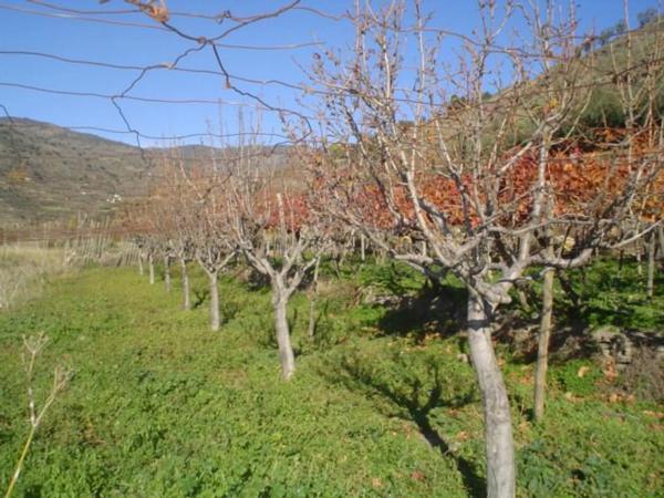 Terreno en calle Iglesia s/n Sn