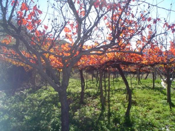 Terreno en calle Iglesia s/n Sn