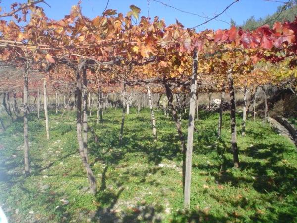 Terreno en calle Iglesia s/n Sn