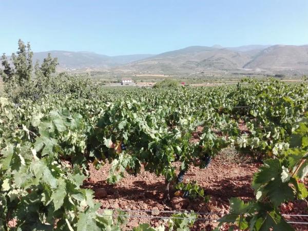 Terreno en Paraje de ojancos s/n