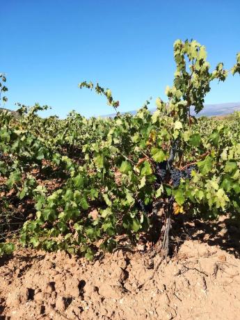 Terreno en Paraje de ojancos s/n