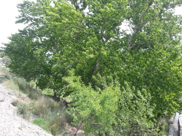 Terreno en fuentevictoria s/n