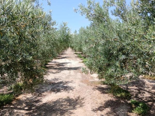 Terreno en Huércal-Overa