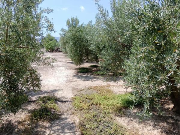 Terreno en Huércal-Overa