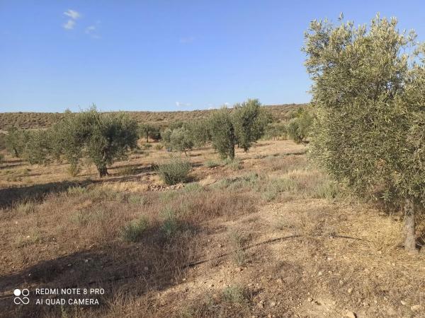 Terreno en Paraje Oscayar s/n