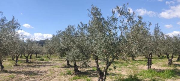 Terreno en La mela s/n